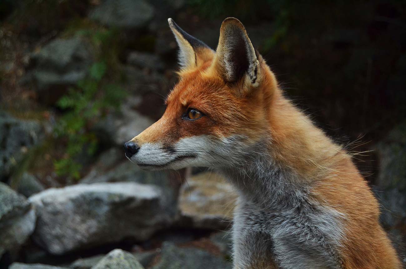 Adipisci